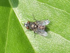 Metopia argyrocephala