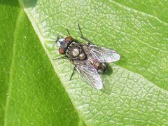 Metopia argyrocephala