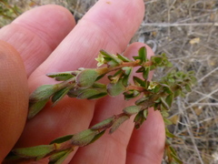Gnidia spicata