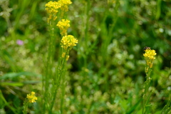 Barbarea vulgaris