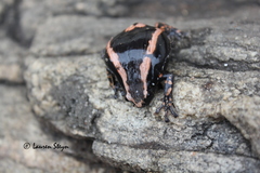 Phrynomantis bifasciatus