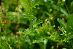 Barbarea vulgaris