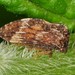 Aster Treehopper - Photo (c) Jason M Crockwell, some rights reserved (CC BY-NC-ND), uploaded by Jason M Crockwell