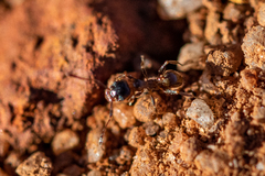 Pheidole tenuinodis