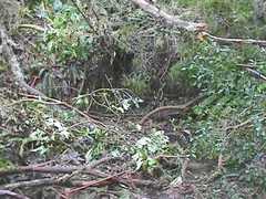 Pterophylla sylvicola