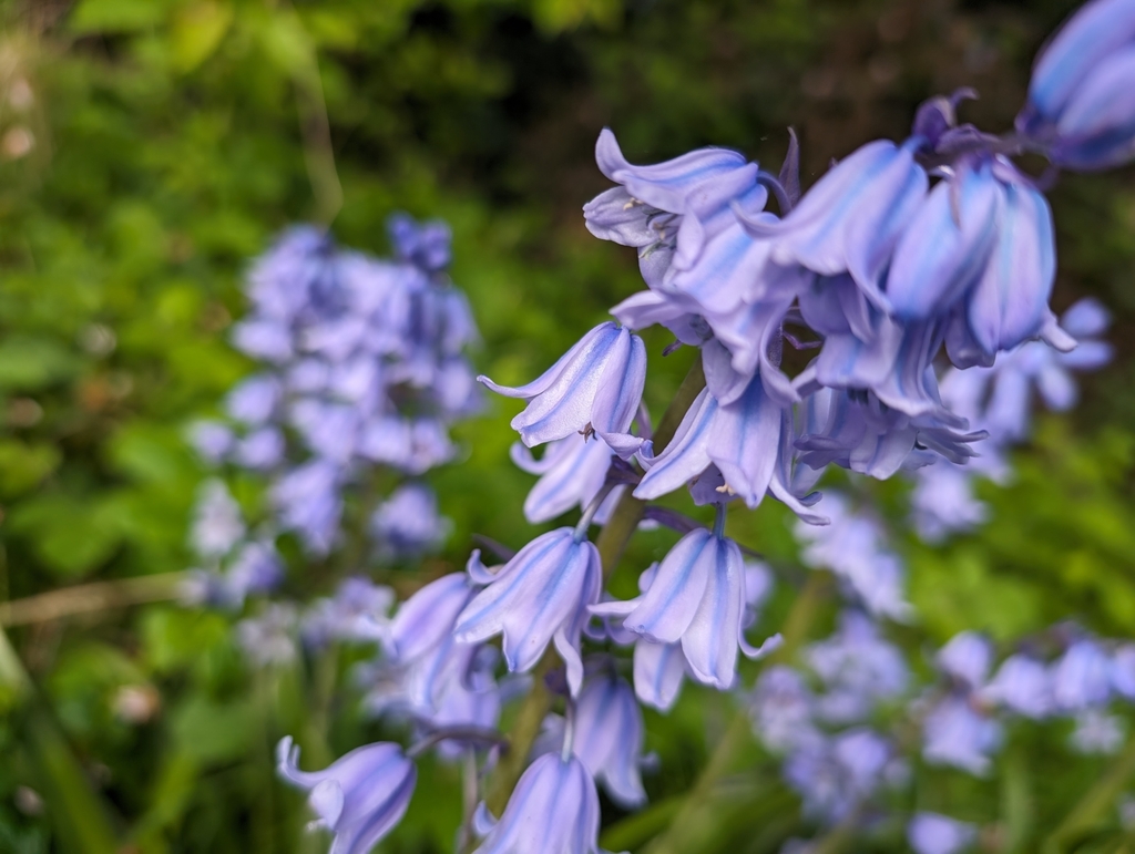 Spanish Bluebell