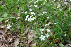 Rabelera holostea