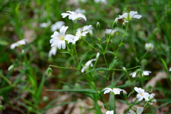 Rabelera holostea