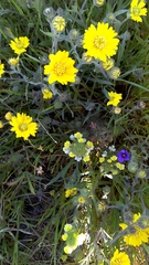 Castilleja rubicundula lithospermoides