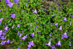 Campanula poscharskyana