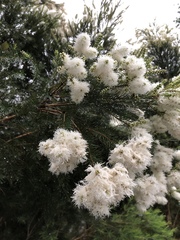 Melaleuca alternifolia