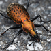 Carabus smaragdinus - Photo (c) Lee Junyoung, some rights reserved (CC BY-NC), uploaded by Lee Junyoung