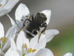 Lasioglossum sexnotatum