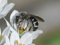 Lasioglossum sexnotatum