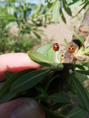 Coccinella quinquepunctata