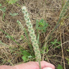 Plantago patagonica
