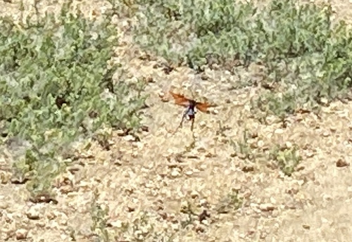 iNaturalist observation photo of New World Tarantula-hawk Wasps