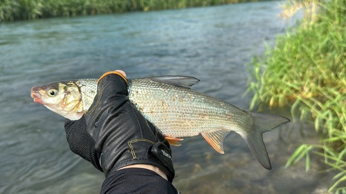 Stompsnuit-algeneter (Distoechodon tumirostris) — Cyprinidae