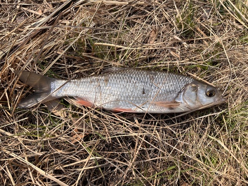 Amur ide (Leuciscus waleckii) — Cyprinidae