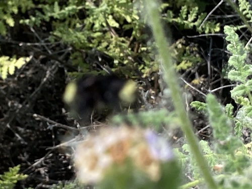 iNaturalist observation photo of Yellow-faced Bumble Bee