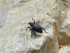 Otiorhynchus caudatus