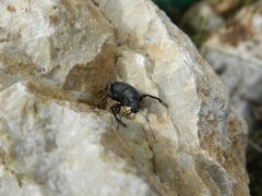Otiorhynchus caudatus
