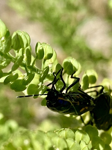 iNaturalist observation photo of Harlequin Bug