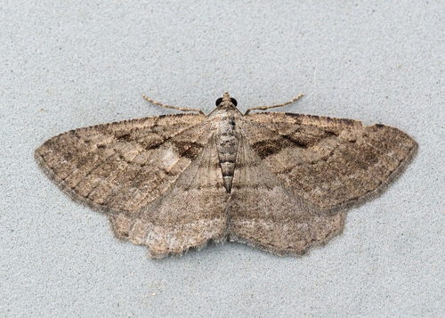 Rhoptria asperaria