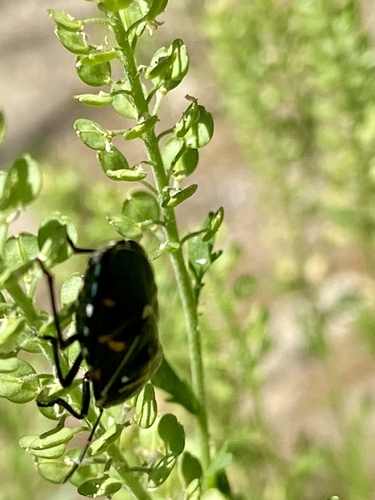 iNaturalist observation photo of Harlequin Bug
