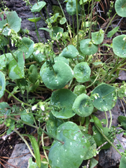 Claytonia parviflora