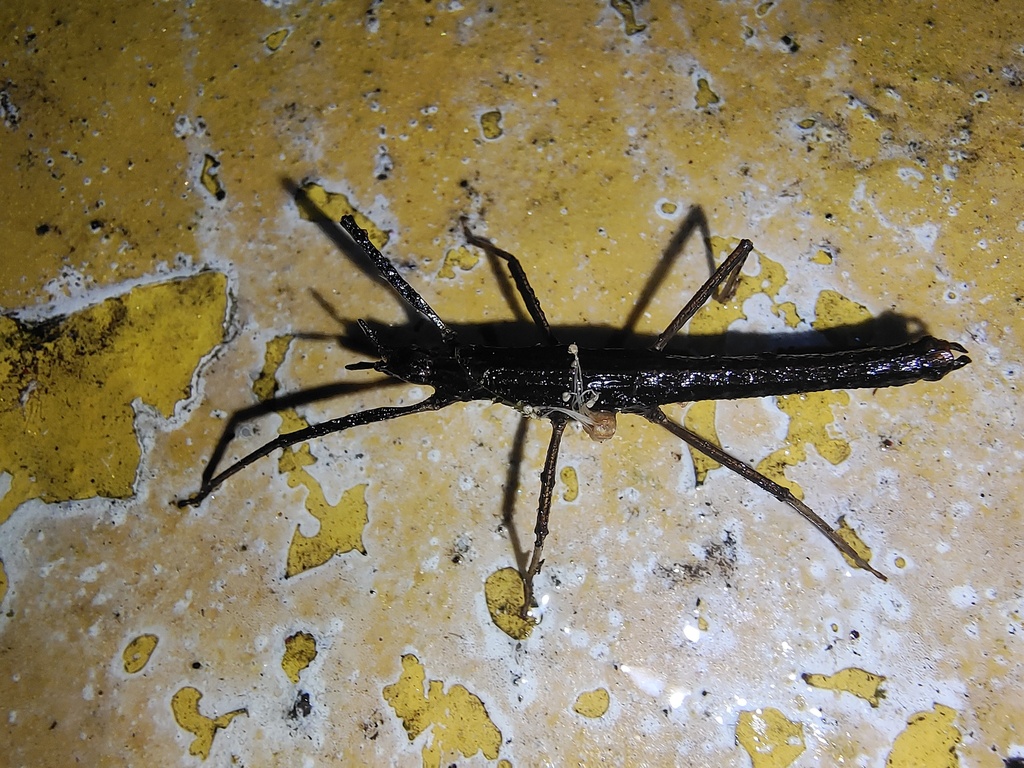 Paragongylopus from Honghe Hani and Yi, Yunnan, China on May 3, 2024 at ...
