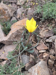 Tulipa