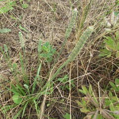 Plantago patagonica