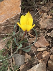 Tulipa