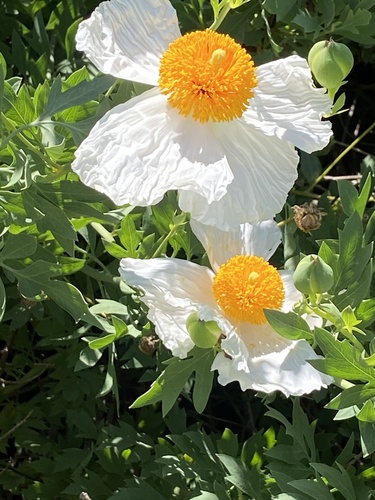 iNaturalist observation photo of Coulter's matilija poppy