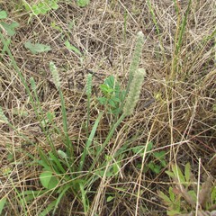 Plantago patagonica