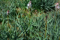 Asphodelus albus