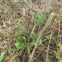Plantago patagonica