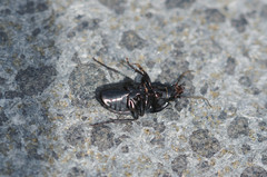Abax ovalis