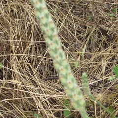 Plantago patagonica