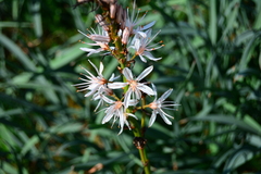 Asphodelus albus
