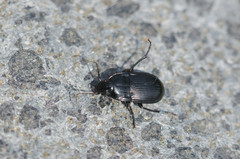 Abax ovalis