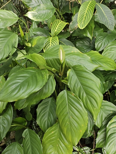 Aglaonema modestum