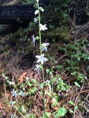 Lithophragma bolanderi