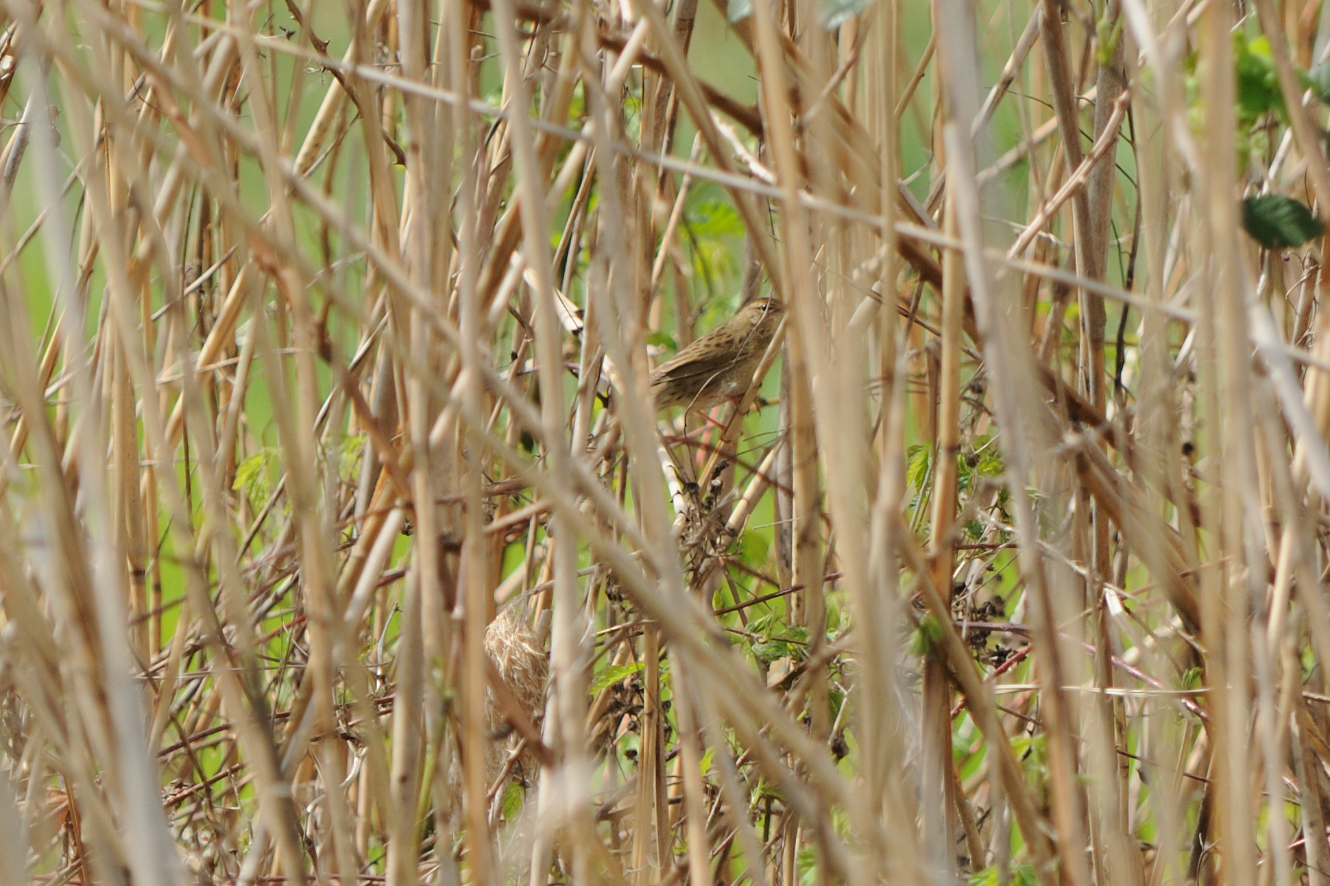 Common Grasshopper Warbler