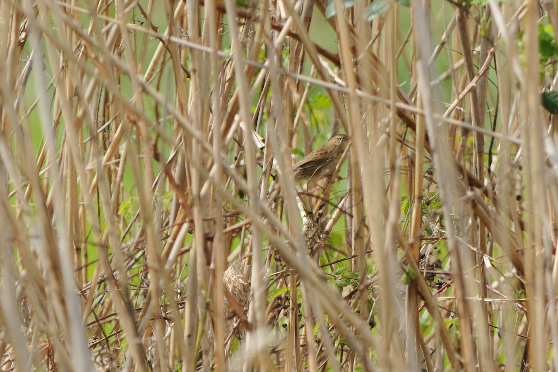 Common Grasshopper Warbler
