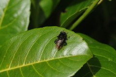 Criorhina ranunculi