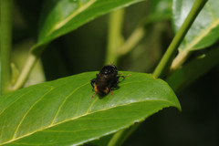 Criorhina ranunculi