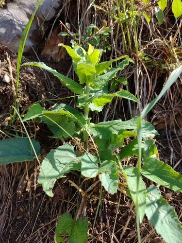 Foto de Campânula