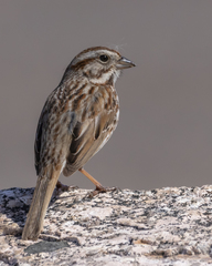 Melospiza melodia image
